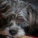 Photo du visage d'un Blue-Tzu Heeler