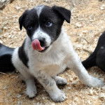 Un Blue-Tzu Heeler assis sur un lit de copeaux de bois