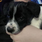 Un Blue-Tzu Heeler tenu dans les bras de quelqu&rsquo;un