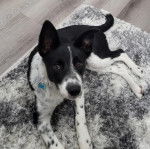 Un Blue-Tzu Heeler allong&eacute; sur un tapis gris