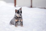 Un Blue-Tzu Heeler assis dans la neige