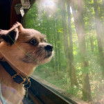 Un Blue-Tzu Heeler regardant au traver d'une fen&ecirc;tre une for&ecirc;t