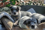 Deux Blue-Tzus Heelers se reposant dans un panier