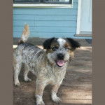 Un Blue-Tzu Heeler se tenant sur un porche en bois devant une maison