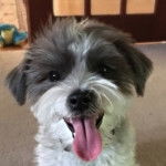 Photo du visage d'un Blue-Tzu Heeler avec sa langue sortie