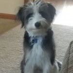 Un Blue-Tzu Heeler assis sur un tapis dans une pi&egrave;ce de la maison