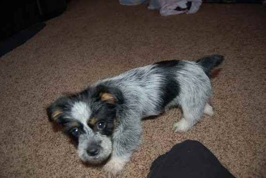 Un Blue-Tzu Heeler debout sur ses quatre pattes et regardant l’appareil photo