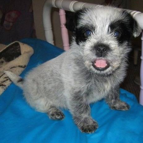 Photo Blue-Tzu Heeler