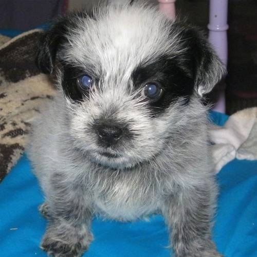 Un Blue-Tzu Heeler fixant la caméra et assis sur une couverture