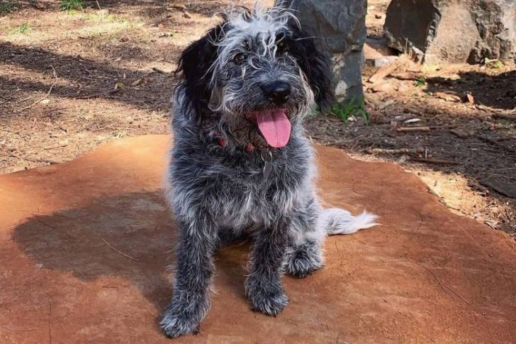 Un Blue-Tzu Heeler assis sur un rocher dans un parc avec sa langue pendante