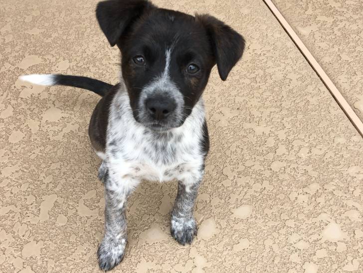 Un Blue-Tzu Heeler assis face à la caméra sur un sol carrelé