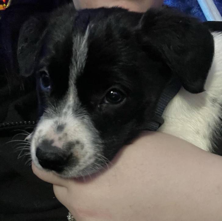 Un Blue-Tzu Heeler tenu dans les bras de quelqu’un