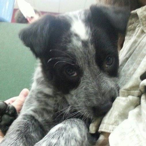 Photo d'un Blue-Tzu Heeler couché sur un canapé