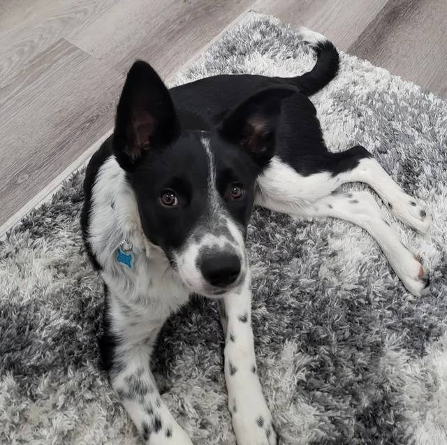 Un Blue-Tzu Heeler allongé sur un tapis gris