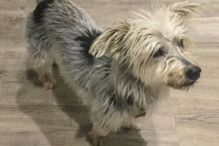 Un Blue-Tzu Heeler au pelage bicolore marchant sur un plancher