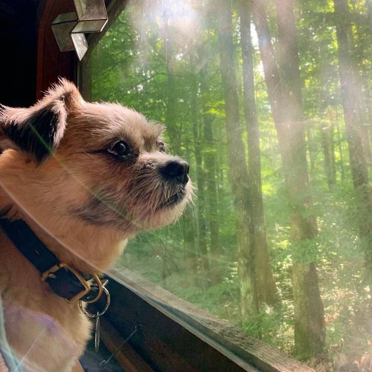 Un Blue-Tzu Heeler regardant au traver d'une fenêtre une forêt