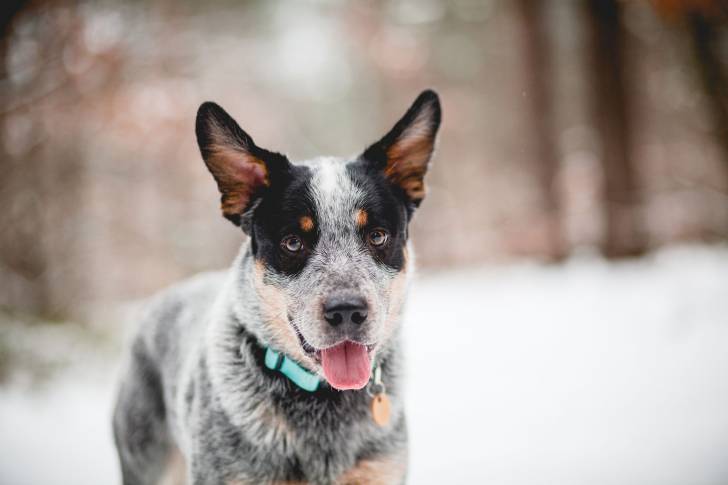 Un Blue-Tzu Heeler portant un collier vert, dans un environnement enneigé