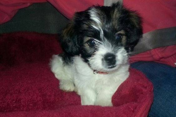 Un Blue-Tzu Heeler assis sur un coussin rouge