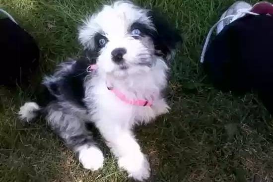 Un Blue-Tzu Heeler avec un collier rose, assis sur l’herbe verte