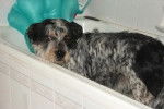 Un Blue-Tzu Heeler à quatre pattes dans une baignoire