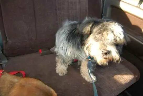 Un Blue-Tzu Heeler attaché avec une laisse sur le siège d’une voiture