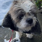 Un Boshih en laisse, sur un sol enneigé à côté d’un buisson