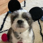 Un Boshih avec un collier et assis sur un tapis 