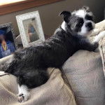 Photo d'un Boshih allongé sur le dos d’un canapé