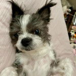 Photo d'un Boshih allongé sur une surface rose