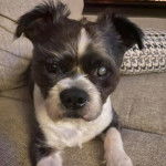 Un Boshih assis sur un canapé gris