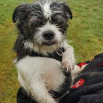 Un Boshih tenu dans les bras de quelqu’un avec un paysage herbeux en arrière-plan