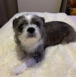 Un Boshih couché sur un lit douillet blanc