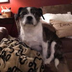 Un Boshih assis sur un canapé dans un salon