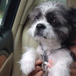 Un Boshih portant un collier en chaîne métallique à l'intérieur d'une voiture