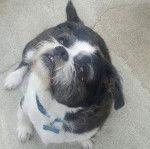 Photo prise de haut d'un Boshih regardant la caméra et assis sur une surface en béton