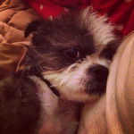 Photo d'un Boshih reposant sa tête sur un coussin