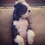 Un Boshih assis sur un canapé avec une texture en zigzag