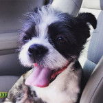 Un Boshih assis sur le siège d'une voiture avec sa langue sortie