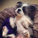 Un Boshih allongé sur le dos et reposant confortablement sur une couverture