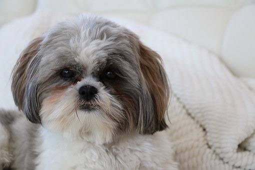 Un Boshih couché sur un matelas