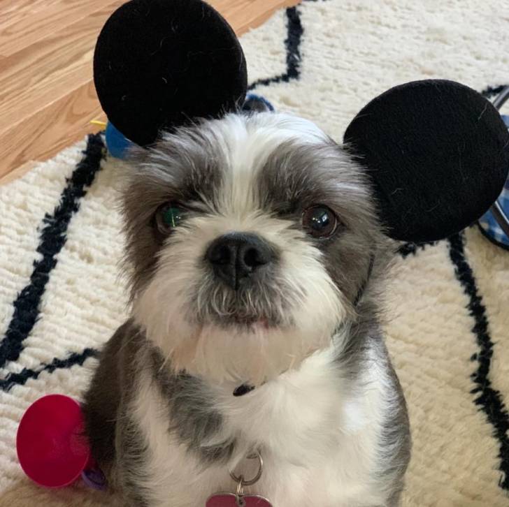 Un Boshih avec un collier et assis sur un tapis 