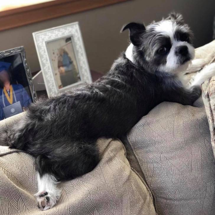 Photo d'un Boshih allongé sur le dos d’un canapé