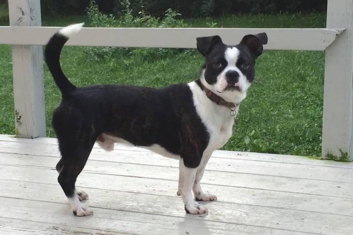 Un Boshih debout à quatre pattes sur une terrasse en bois