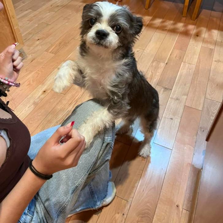 Un Boshih se tenant sur ses pattes arrières dans une maison sur un parquet