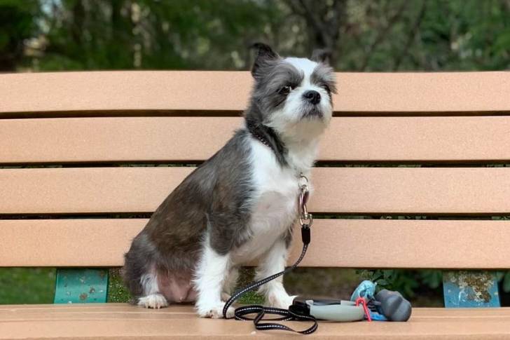 Un Boshih portant une laisse et assis sur un banc dans un parc