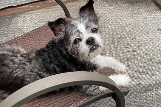 Un Boshih allongé sur un banc à l’extérieur, près d’une porte