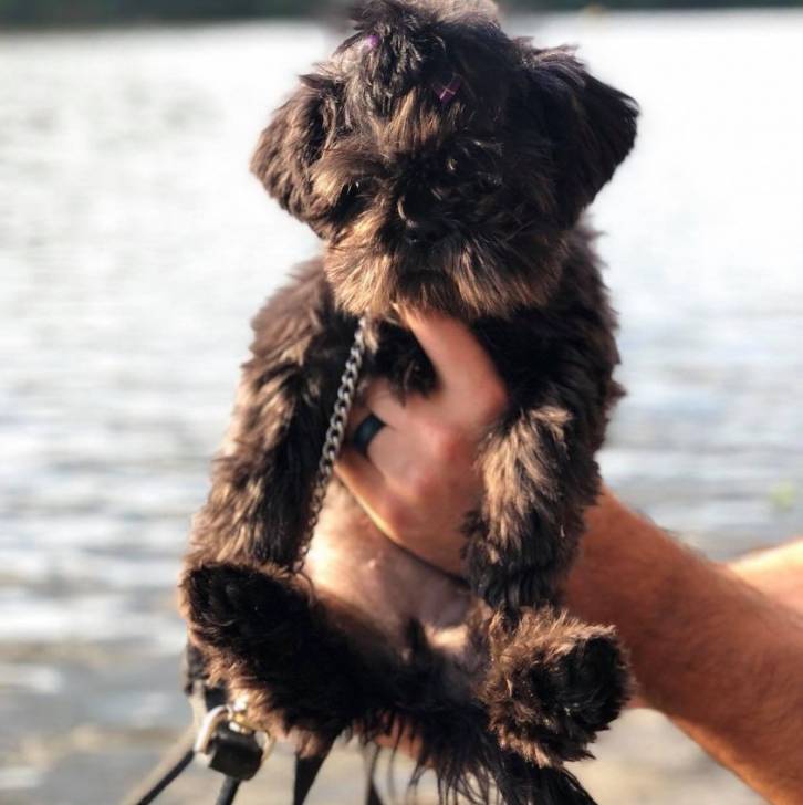 Un Boshih portant une chaine et tenu par une personne avec un plan d'eau en arrière-plan