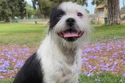 Un Boshih assis dans un parc avec des fleurs violettes éparpillées sur l’herbe