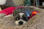 Un Boshih portant une couronne qui dit “HAPPY NEW YEAR” et allongé sur un lit