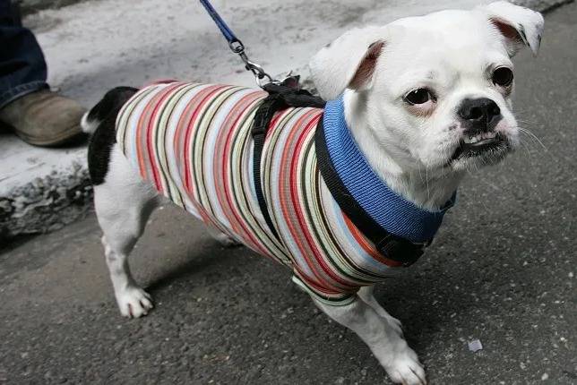 Un Boshih portant un pull et qui est tenu en laisse 